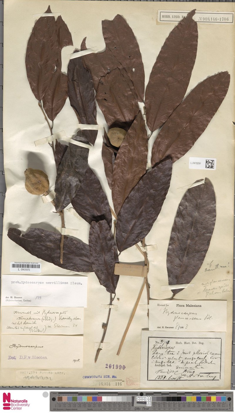 Hydnocarpus merrillianus photo 2