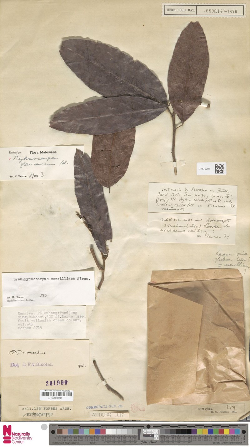 Hydnocarpus merrillianus photo 3