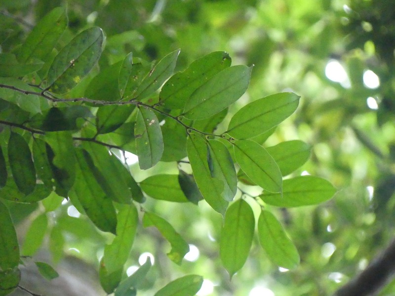 Hydnocarpus nanus