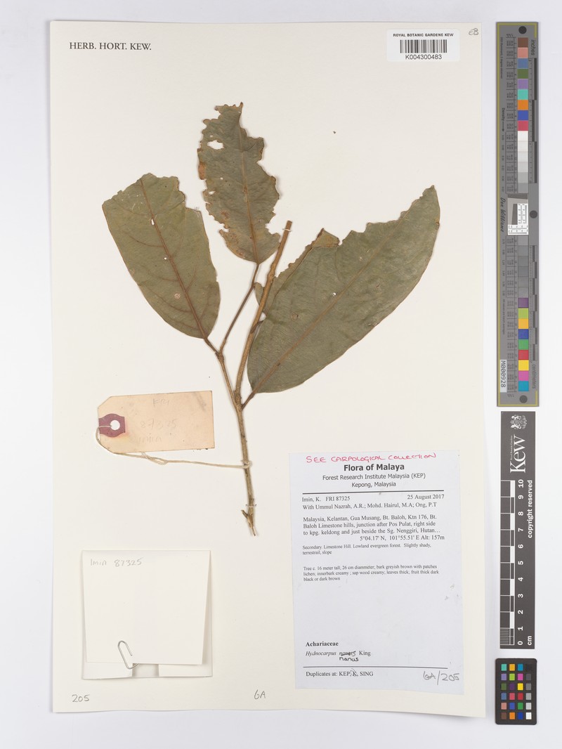 Hydnocarpus nanus photo 2