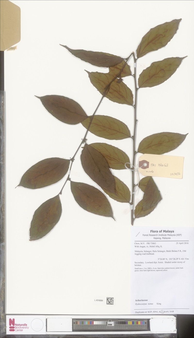Hydnocarpus nanus photo 3