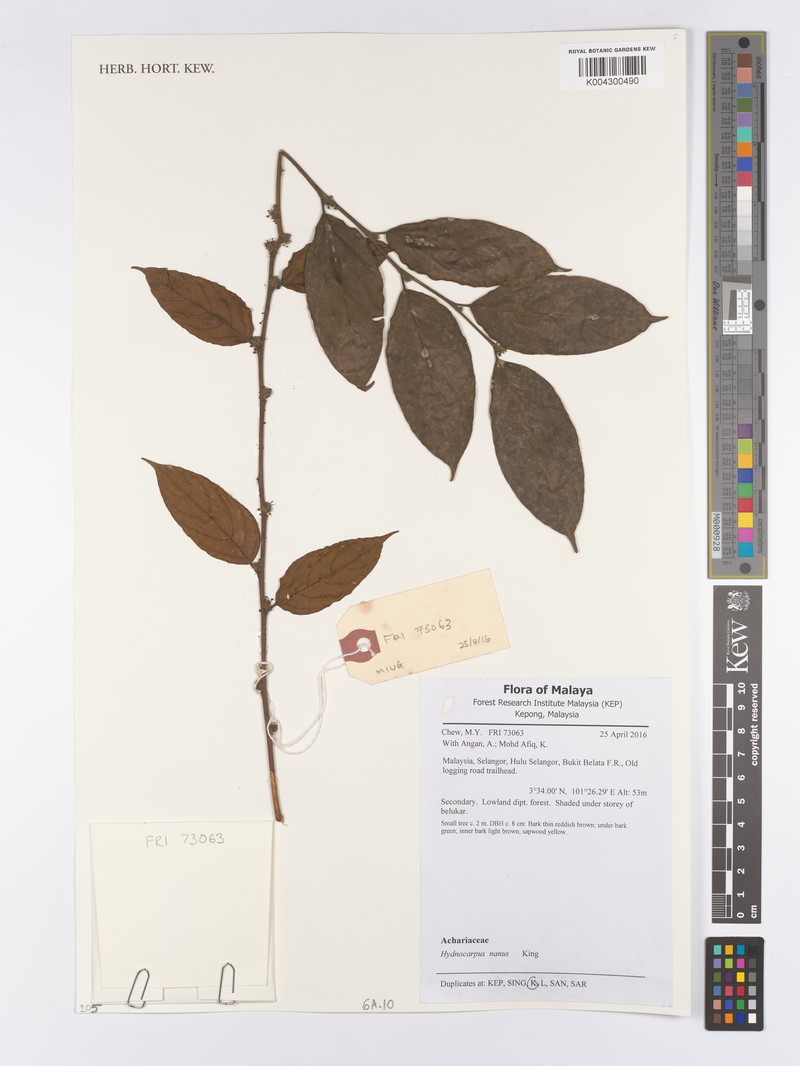 Hydnocarpus nanus photo 4