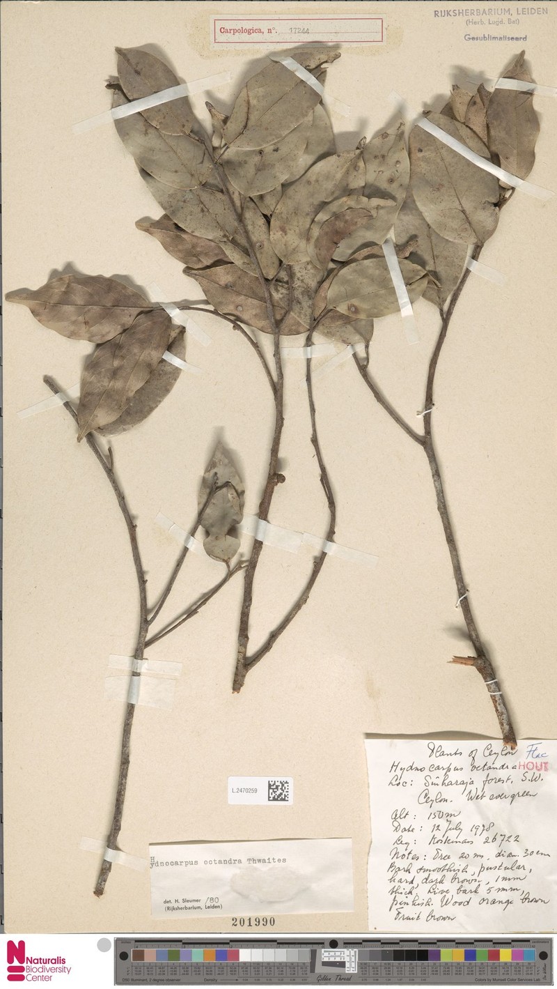 Hydnocarpus octandrus