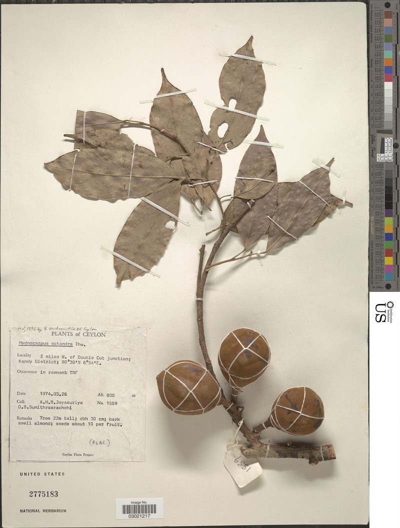 Hydnocarpus octandrus photo 2