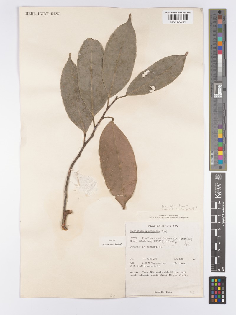 Hydnocarpus octandrus photo 3