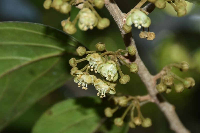 Hydnocarpus pentandrus