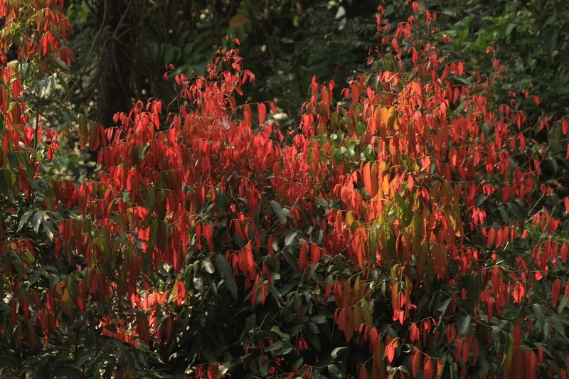 Hydnocarpus pentandrus photo 2