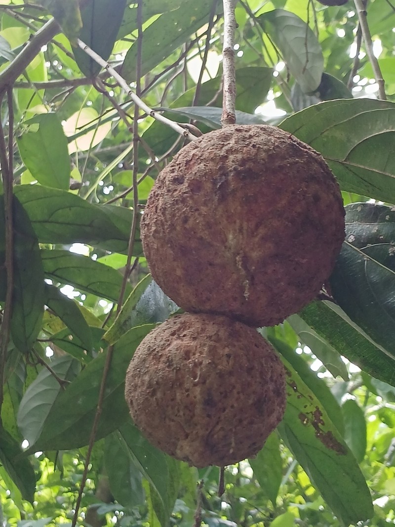 Hydnocarpus pentandrus photo 3
