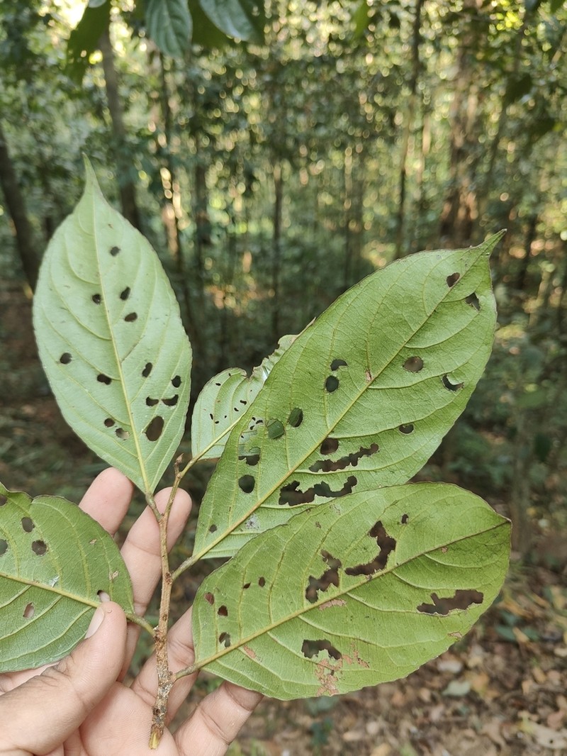 Hydnocarpus pentandrus photo 4