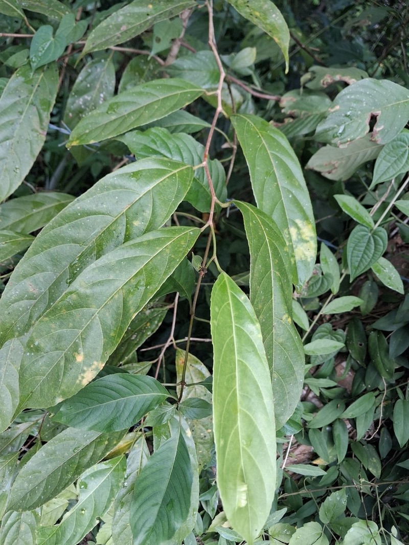 Hydnocarpus pentandrus photo 5