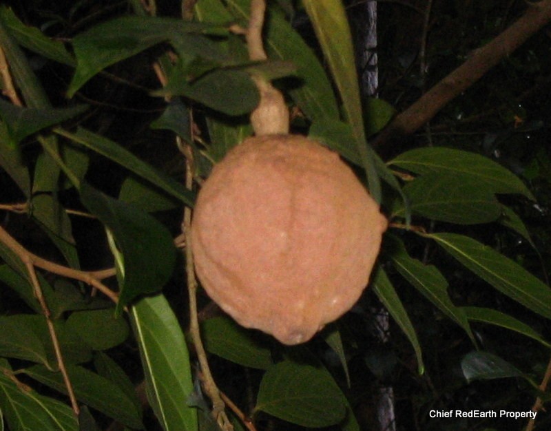Hydnocarpus pentandrus photo 6