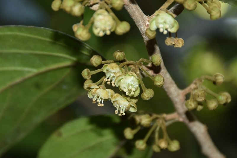 Hydnocarpus pentandrus photo 7