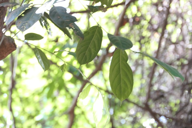 Hydnocarpus pentandrus photo 8