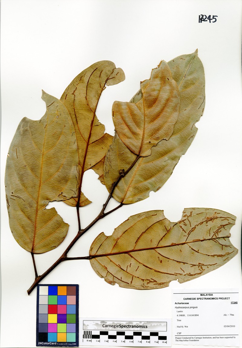 Hydnocarpus pinguis