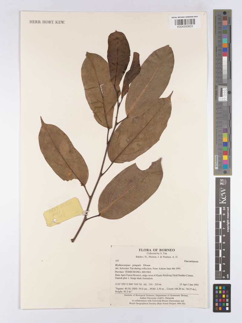 Hydnocarpus pinguis photo 2