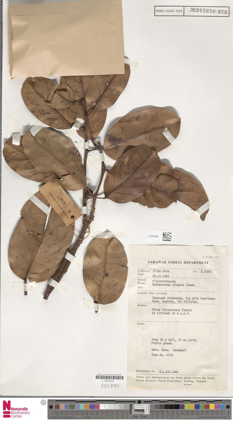 Hydnocarpus pinguis photo 4