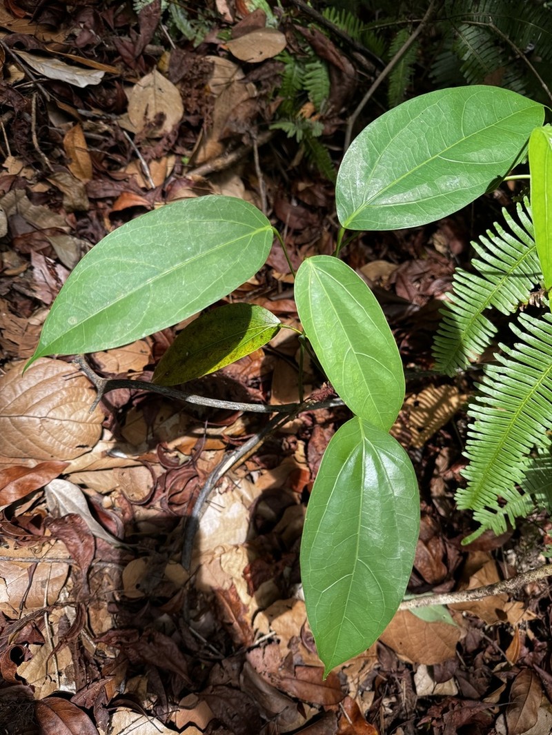 Hydnocarpus polypetalus photo 2