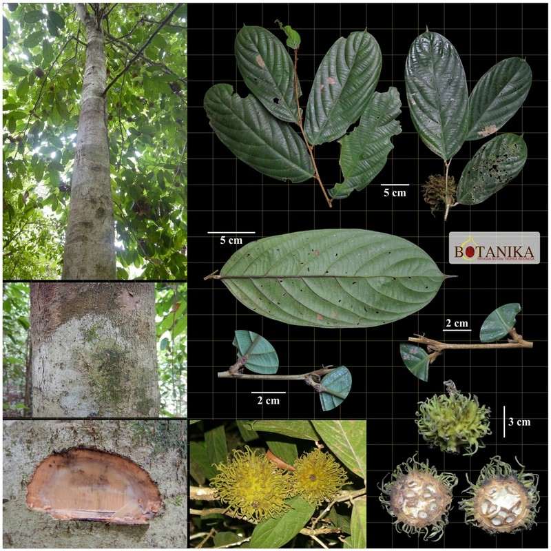 Hydnocarpus polypetalus photo 3