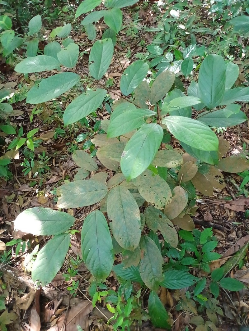 Hydnocarpus polypetalus photo 4