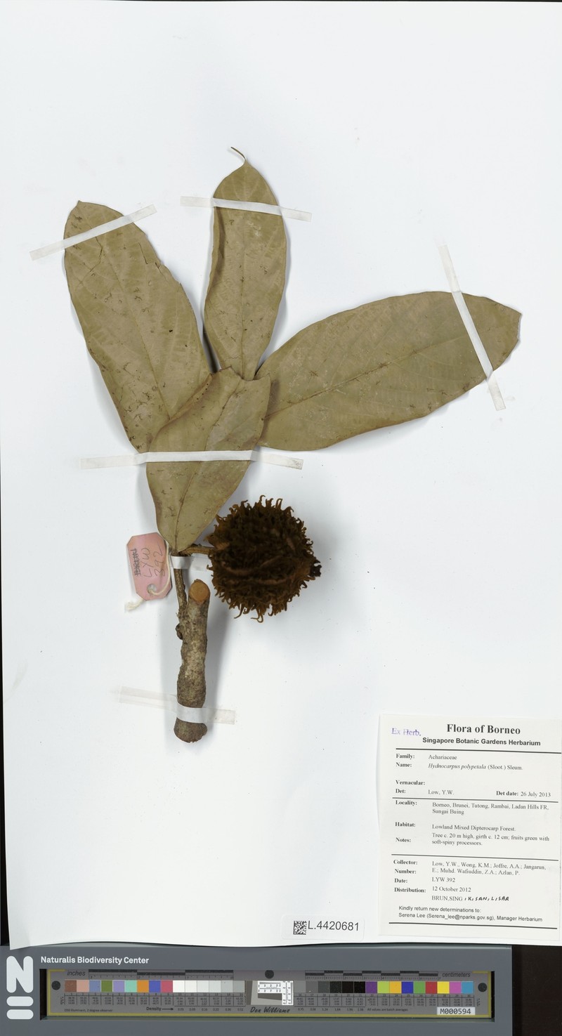 Hydnocarpus polypetalus photo 5