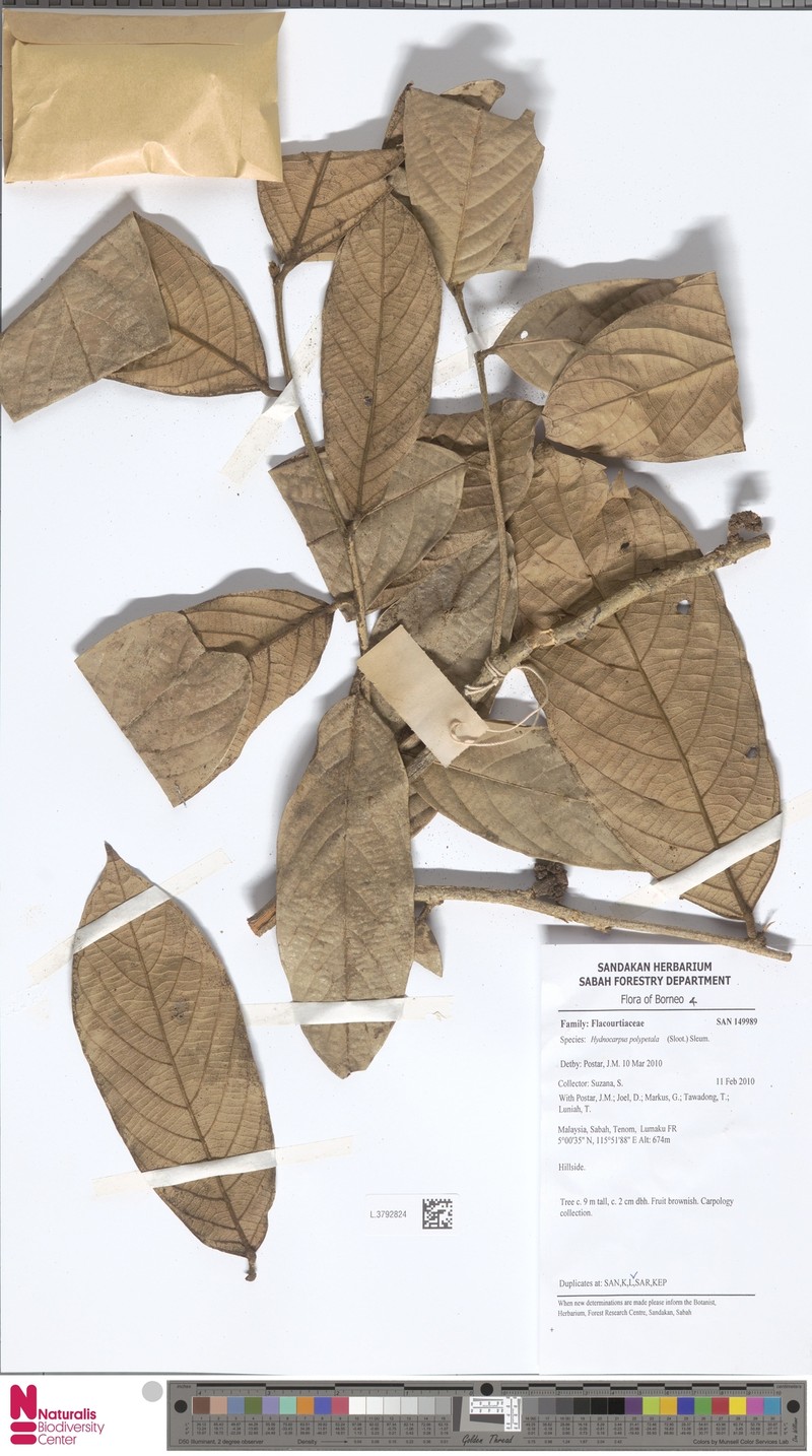 Hydnocarpus polypetalus photo 6