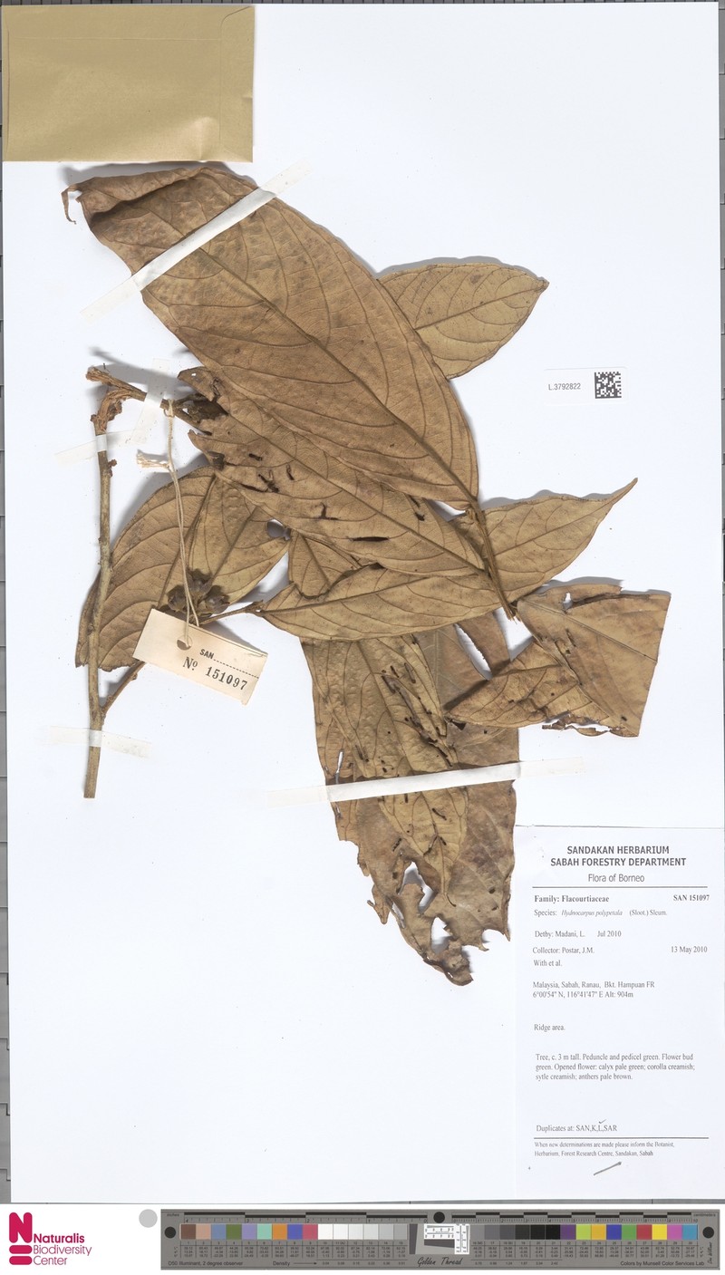 Hydnocarpus polypetalus photo 7