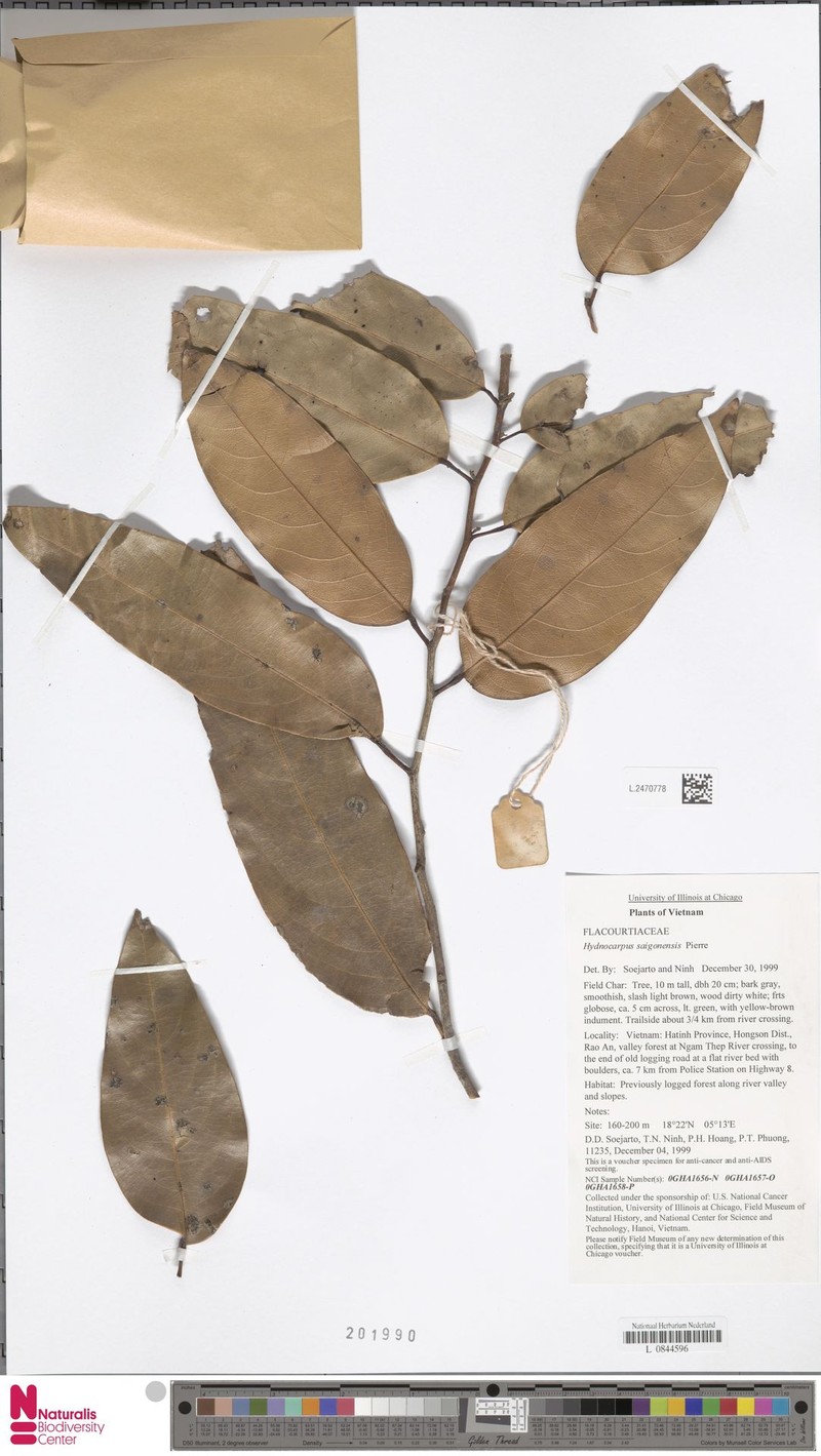 Hydnocarpus saigonensis