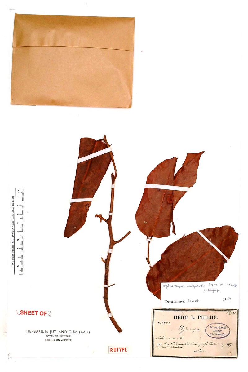Hydnocarpus saigonensis photo 2
