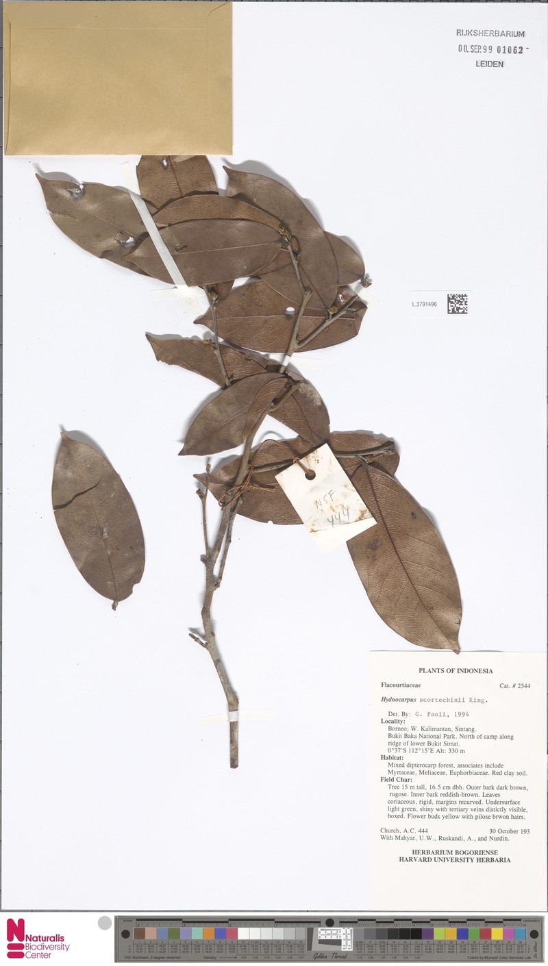 Hydnocarpus scortechinii
