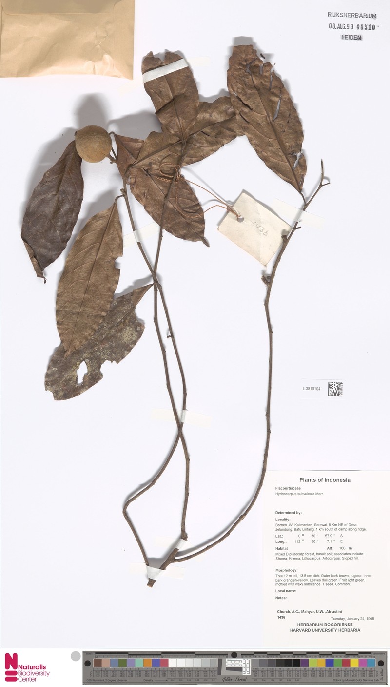 Hydnocarpus subfalcatus