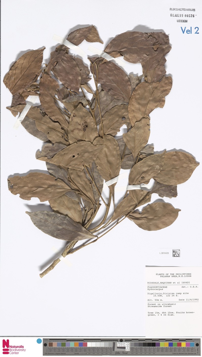 Hydnocarpus subfalcatus photo 3