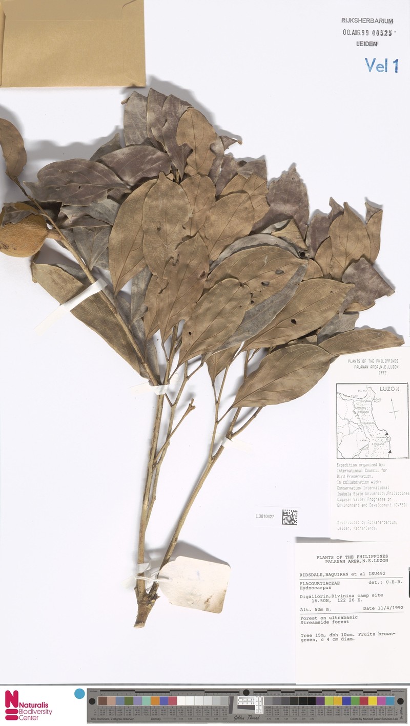 Hydnocarpus subfalcatus photo 4