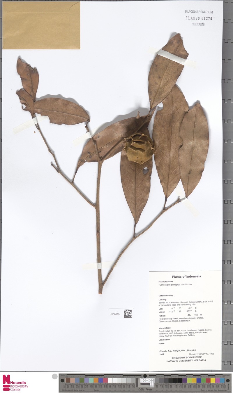Hydnocarpus sumatranus var. pentagynus