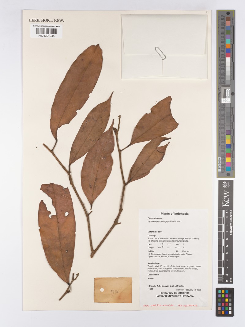 Hydnocarpus sumatranus var. pentagynus photo 2