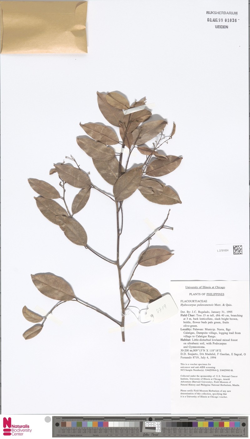 Hydnocarpus sumatranus var. pentagynus photo 3
