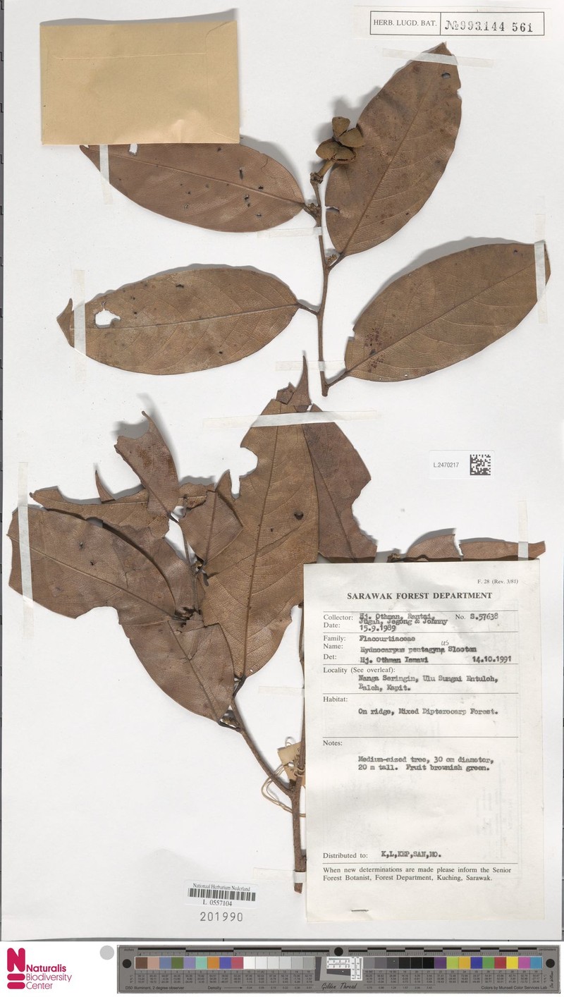 Hydnocarpus sumatranus var. pentagynus photo 4