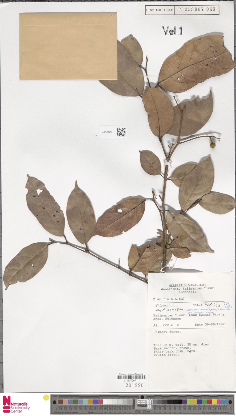 Hydnocarpus sumatranus var. sumatranus