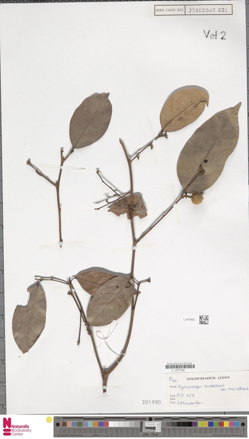 Hydnocarpus sumatranus var. sumatranus photo 2