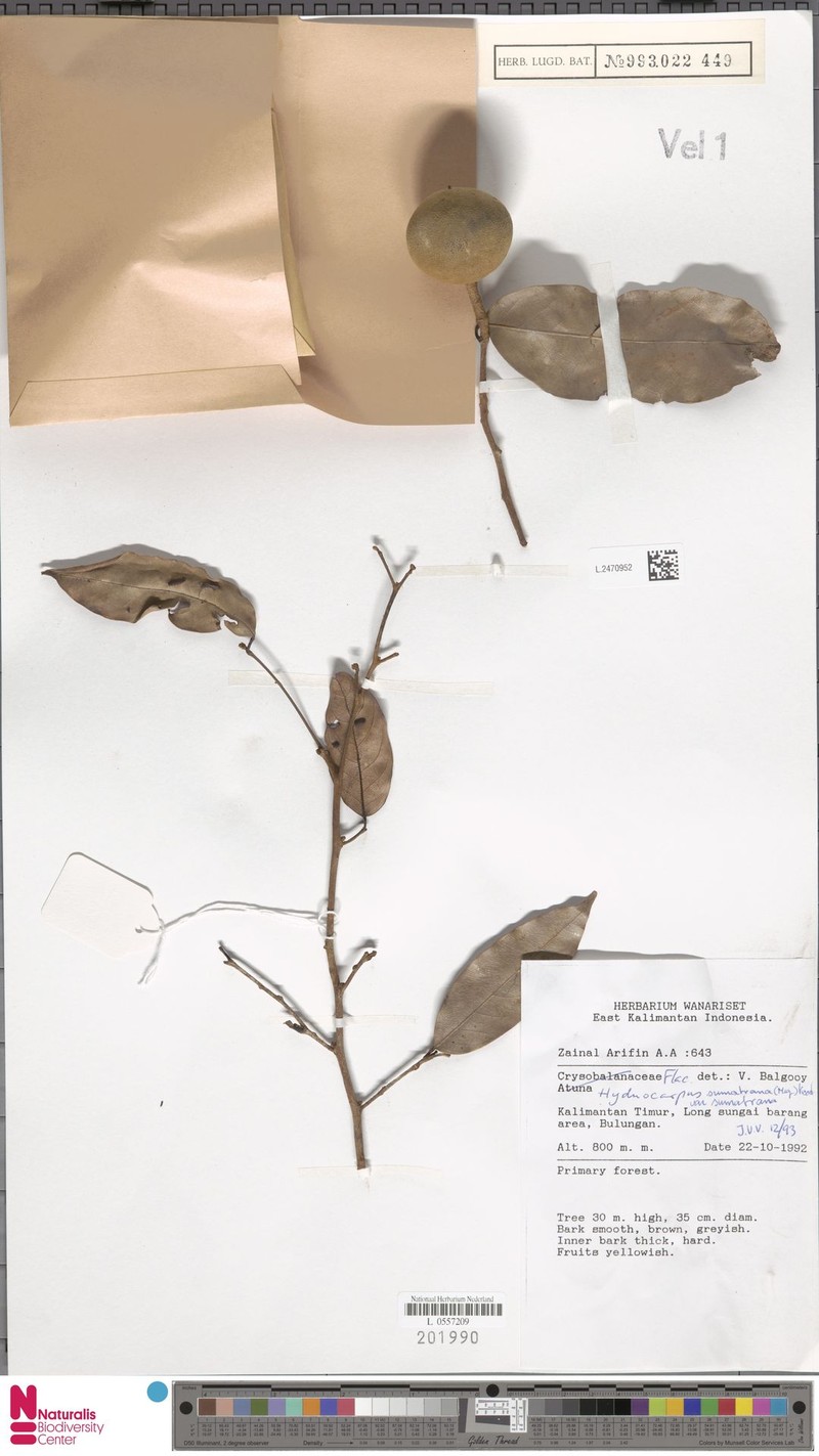 Hydnocarpus sumatranus var. sumatranus photo 3