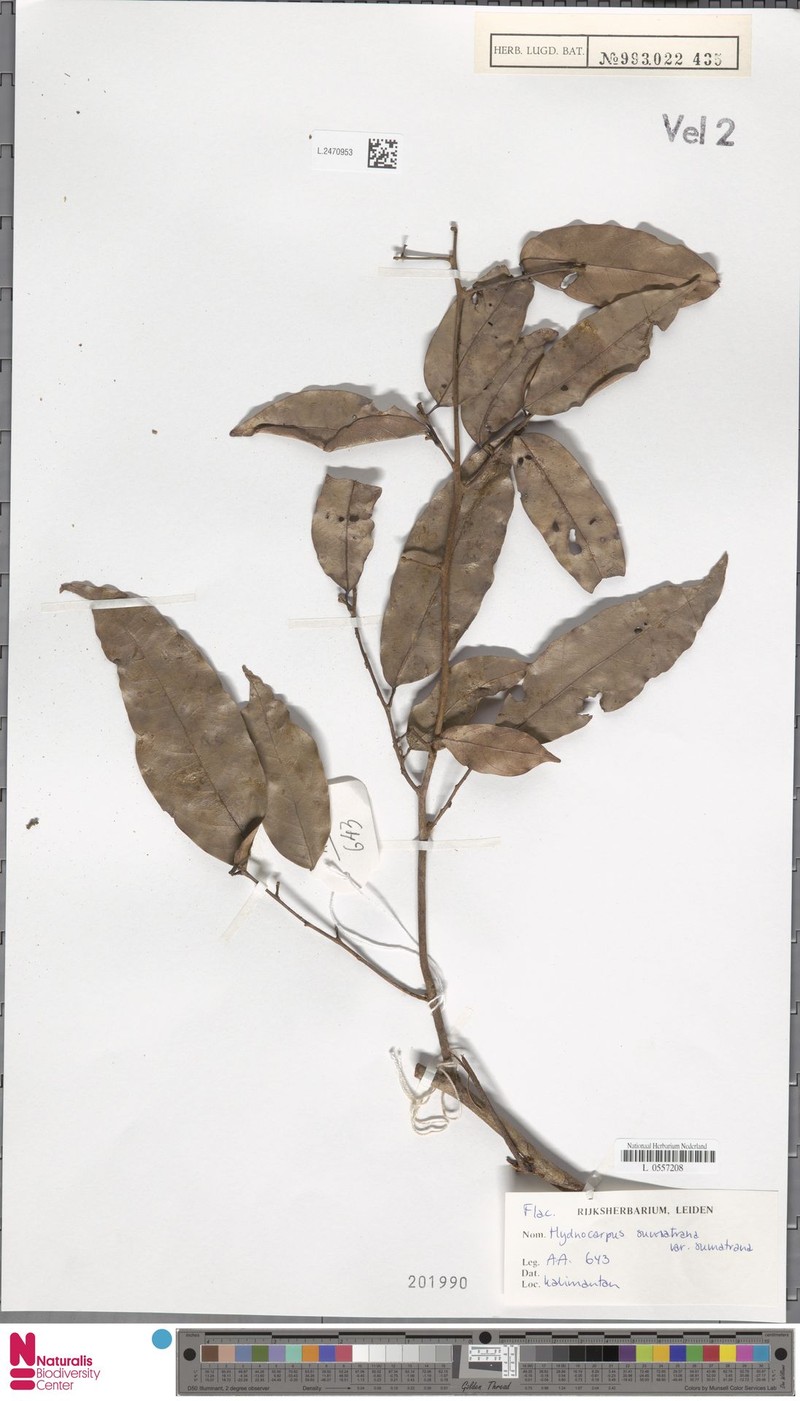 Hydnocarpus sumatranus var. sumatranus photo 4