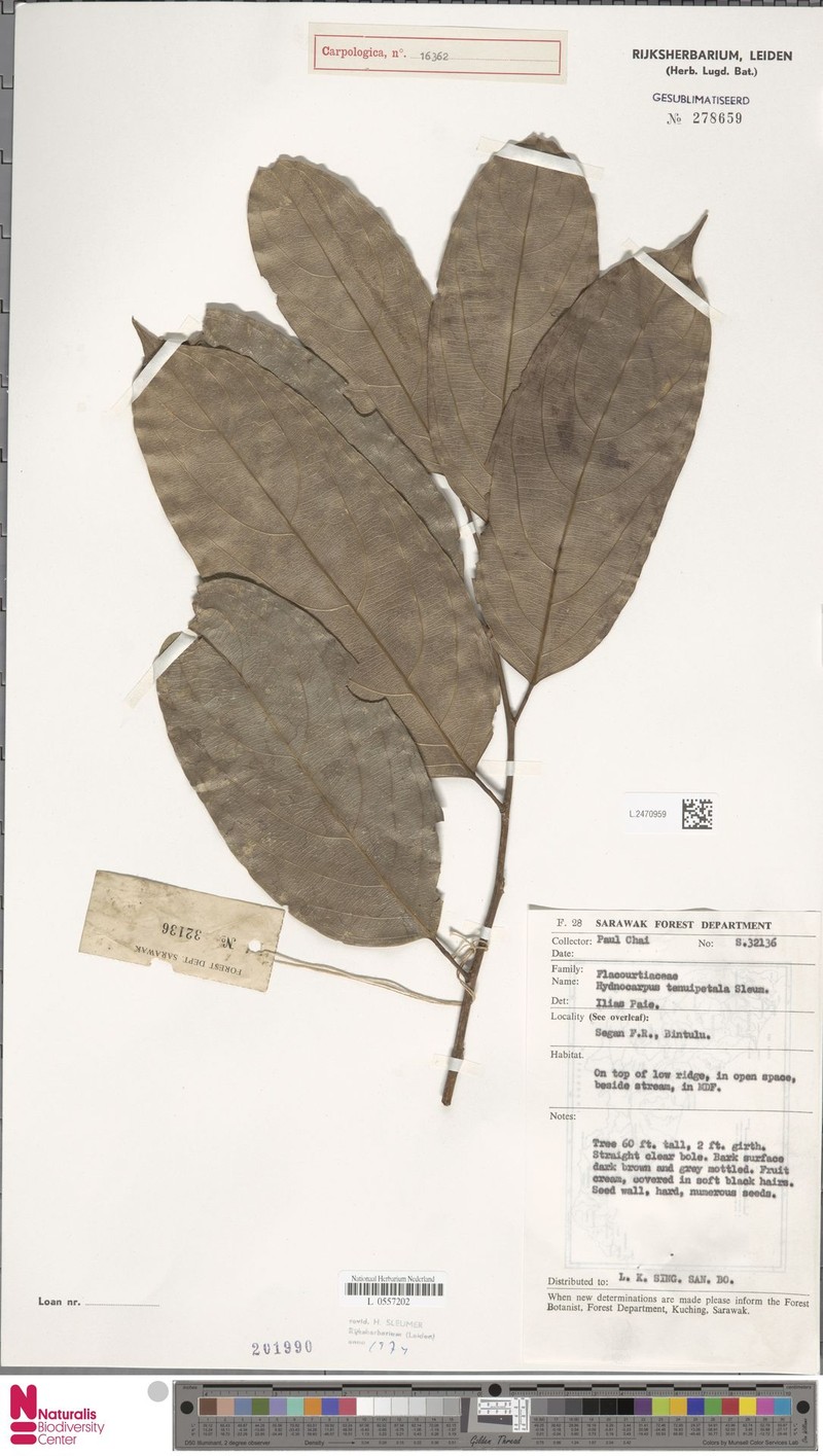 Hydnocarpus tenuipetalus