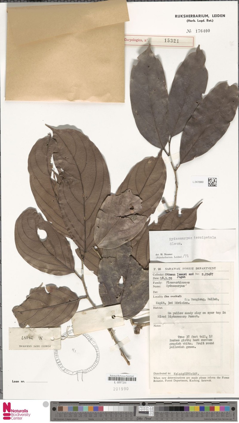Hydnocarpus tenuipetalus photo 2