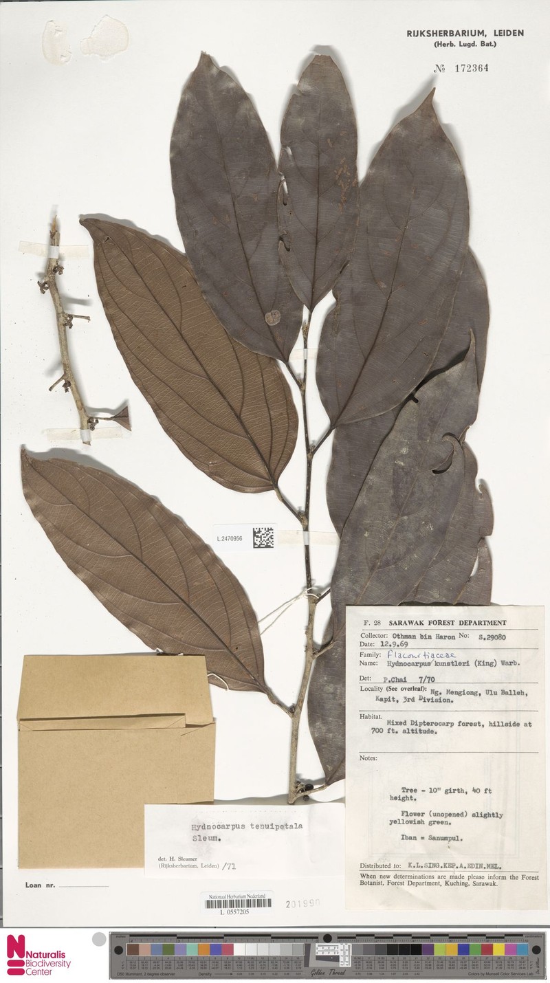 Hydnocarpus tenuipetalus photo 3
