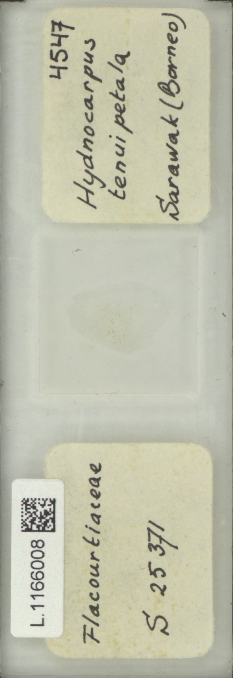 Hydnocarpus tenuipetalus photo 4