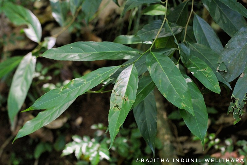 Hydnocarpus venenatus