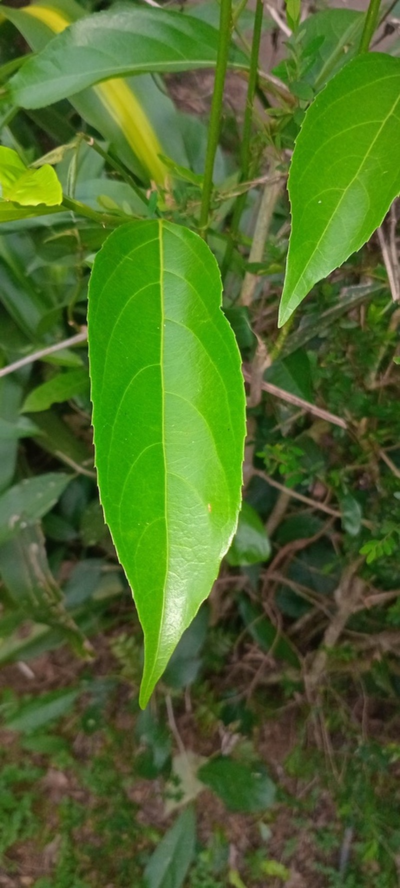 Hydnocarpus venenatus photo 2