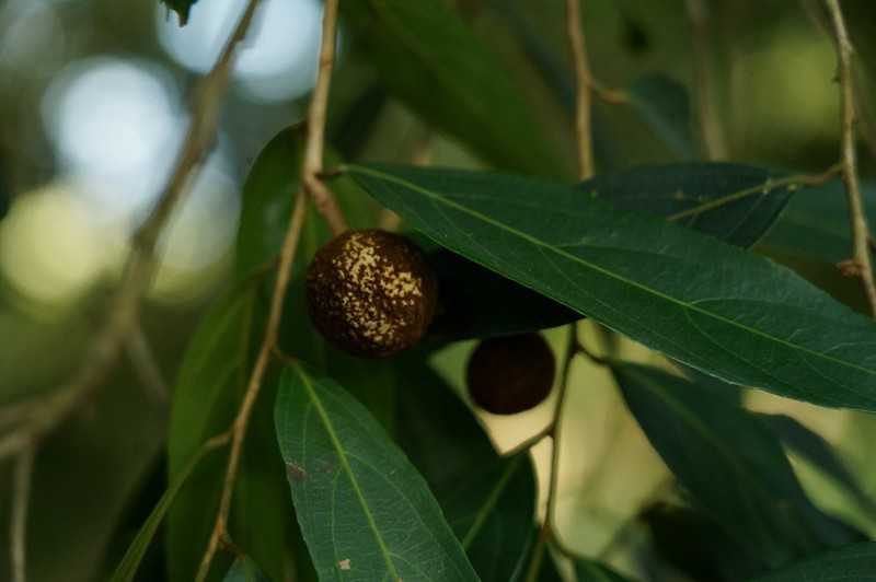 Hydnocarpus venenatus photo 3