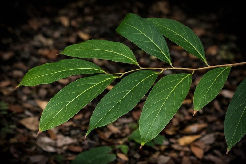Hydnocarpus venenatus photo 4