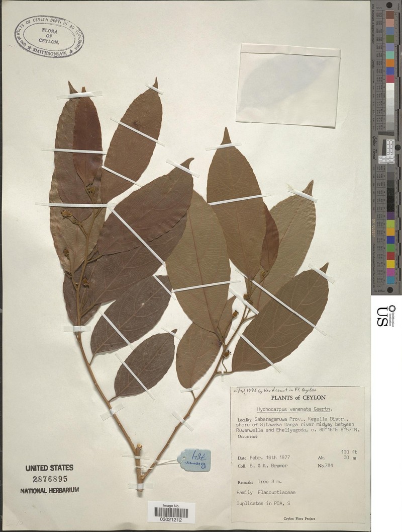 Hydnocarpus venenatus photo 5