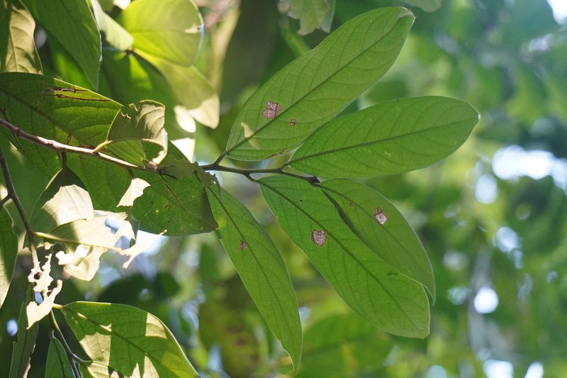 Hydnocarpus woodii